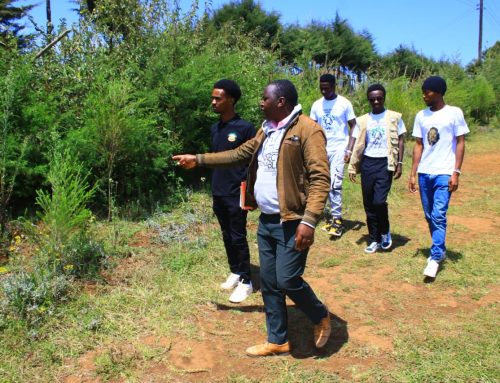 The Dedan Kimathi Foundation’s Tree-Planting Impact