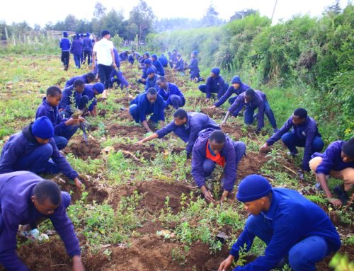 DKF Heightened Tree Growing Action